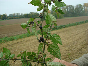 Au premier plan: une tige de morelle noire avec les baies mûres de la plante; à l'arrière-plan, champ fraîchement récolté.