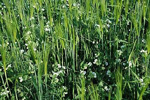 Culture associée de pois protéagineux et d'orge en pleine floraison du pois.