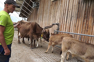 Un fermier regarde ses veaux, dehors de l'étable
