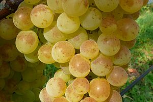 Raisins sur pied de vigne