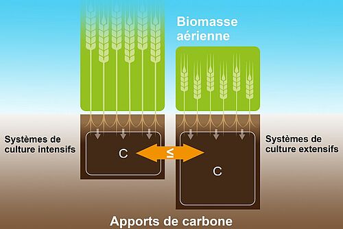 Graphique montrant la quantité du carbon dans le sol relative à la biomasse