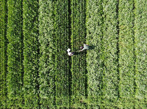 champ d'essai vu du ciel