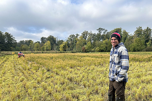 Mann steht vor einem Reisfeld, auf dem gerade mit einer Maschine Reis gedroschen wird.