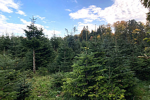 Culture de sapins de Noël.