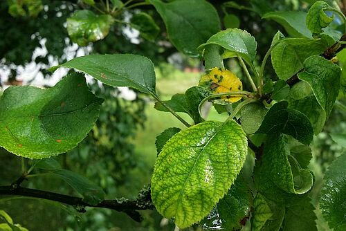  Une feuille jaune et plusieurs feuilles légèrement jaunes sur un arbre fruitier