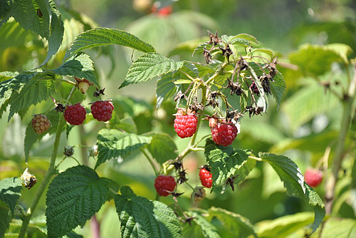 Des framboises mûres sont accrochées à un arbuste.