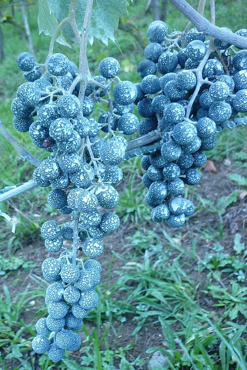 blaue Traube mit weisslichem Spritzbelag