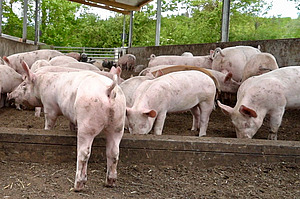 Plusieurs porcs d'engraissement dans l'espace extérieur.