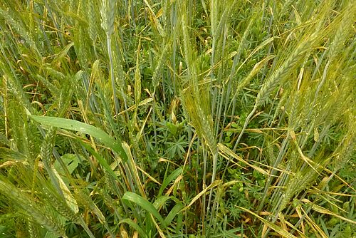 Triticale en épis vert-jaune et lupin bleu en-dessous du triticale.