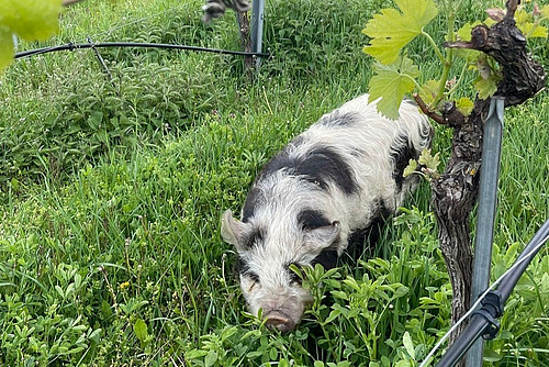 Cochon de Kunekune tacheté de noir et de blanc entre les vignes.