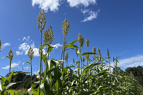 Plantes du sorgho sucrier.