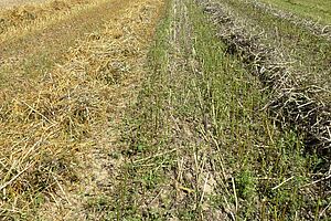 A gauche, paille plutôt jaune sur le champ; à droite, paille noire et mauvaises herbes sur la parcelle.