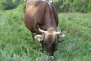 Vache de la race Brune au pâturage.
