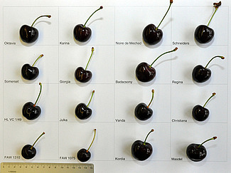 16 cerises sur une feuille de papier blanc