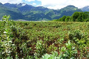 Les plantes commencent à se colorer en brun.