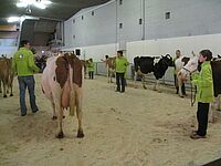 Les vaches bio en train de défiler sur le ring