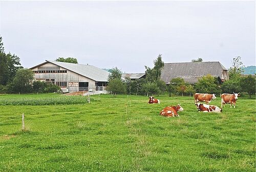 Un pâturage, des vaches, un étable et une maison