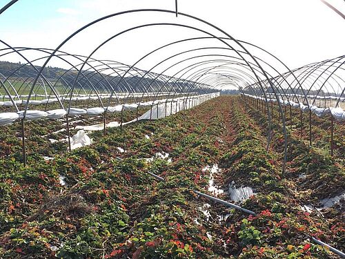 Fraiseraie en dormance