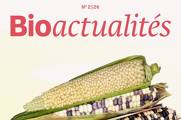 Page de couverture du Bioactualités 2|26: Différentes variétés d'épis de maïs.
