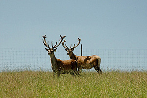 Deux cerfs se trouvent dans un pré.