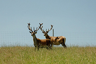 Deux cerfs se trouvent dans un pré.