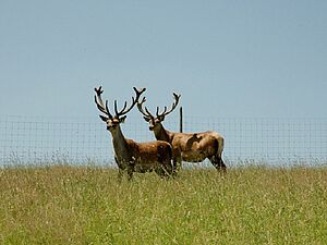 Deux cerfs se trouvent dans un pré