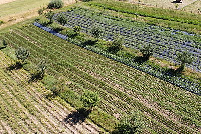 Sur la photo, on aperçoit, vue d'en haut, plusieurs rangées d'arbres entre lesquelles se trouvent des potagers. 