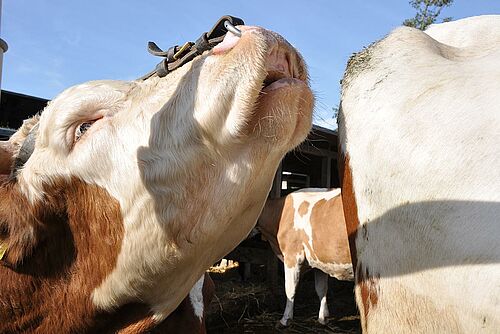 Taureau en train de muser dans un troupeau de vaches