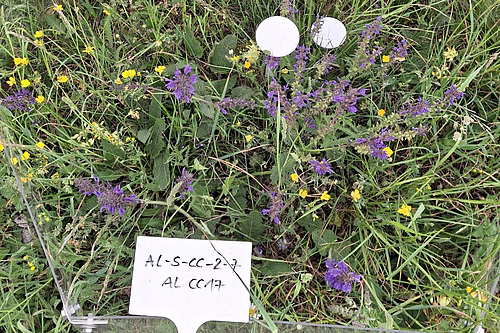 Dans cette parcelle de végétation, des plantes de différentes couleurs sont en fleur ; un panneau indique l'emplacement de l'échantillon. 