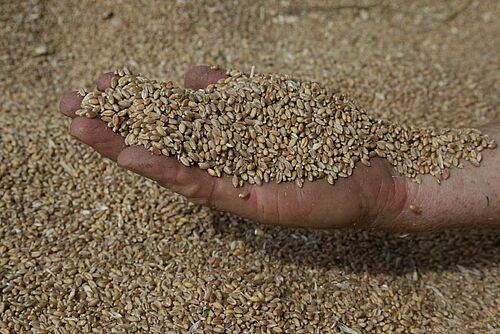 Une personne tient du grain de céréales dans la paume de sa main.