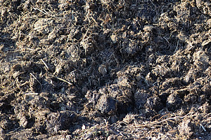 Du fumier de cheval sur un tas.  