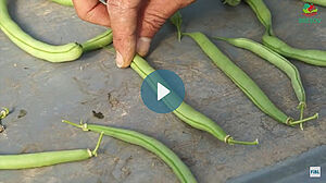 Haricots nains en formes differentes; deux doigt tenant un haricot