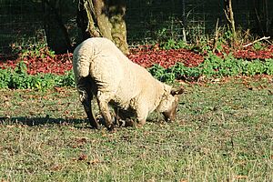 [Translate to Französisch:] Weisses Schaf kniet auf den Vorderbeinen und frisst von einer Wiese.
