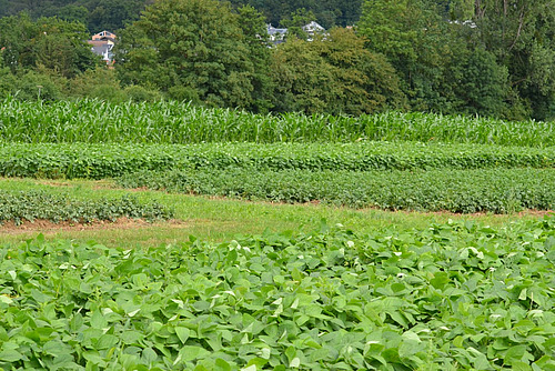 Parcelles rectangulaires de différentes cultures. 