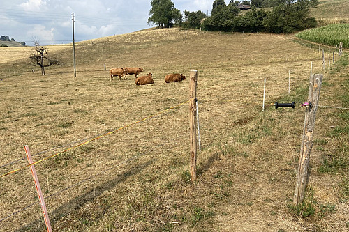 Eine gelb verfärbte Weide mit einigen liegenden Tieren.