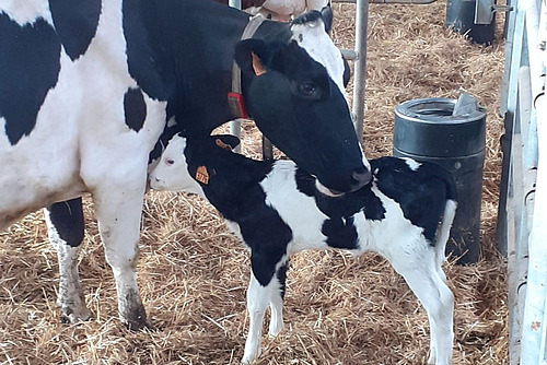 veaux laitiers tétant leur mère dans uen aire paillée à l'étable.