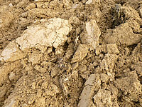 Mottes de terre après la charrue déchaumeuse Bugnot Rapidalb