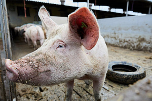 Gros plan d'une tête de cochon à l'extérieur.