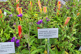 [Translate to Französisch:] Mit einem Schild "Campanula glomerata" beschriftete Glockenblumen.
