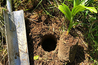 Plante de vérâtre à côté du trou d'où elle a été extraite.