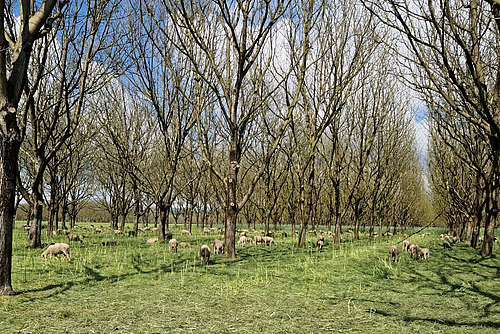 moutons pâturant sous les noyers cultivés. 