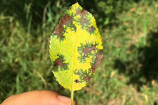 La feuille jaunie d'un pommier avec des lésions brunes. 