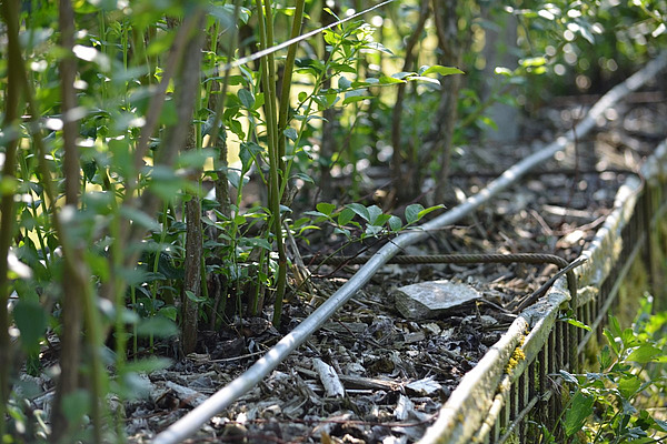 Des buissons de myrtilles sont alignés, on peut voir les débuts de troncs dans une sorte de panier avec des copeaux de bois et un tuyau d'arrosage.