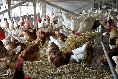 Poules poudeuses dans l'étable