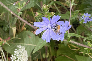 Ackerhummel auf einer Wegwarte.