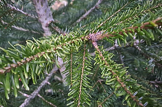 Aiguilles tordues sur la pousse d'un sapin.