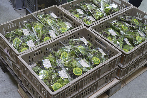 Des salades composées emballées dans du plastique sont disposées dans des caisses grises.