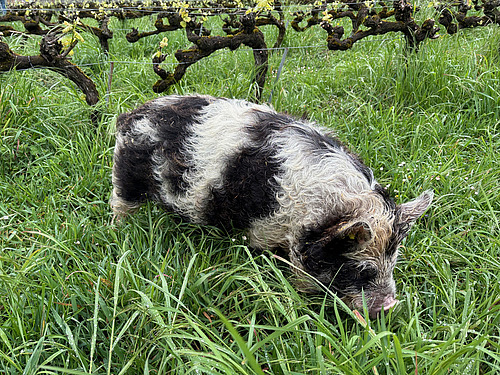 Cochon de Kunekune tacheté de noir et de blanc entre les vignes.