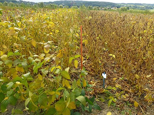 Un champ de soja propre et presque mur