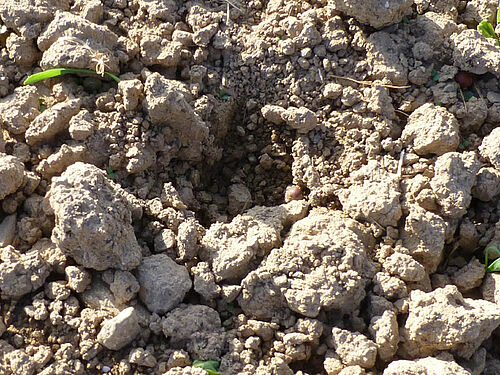 Trou sur un sol nu, fraîchement semé, avec des mottes en surface, causé par une corneille cherchant à déterrer une semence. 